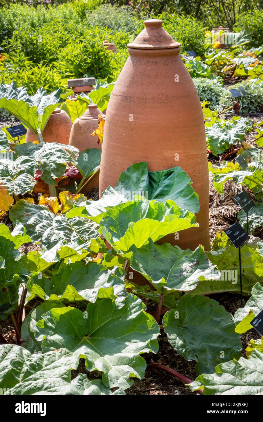 Cloche de rhubarbe dans le potager de RHS Harlow Carr Gardens Harrogate North Yorkshire UK Banque D'Images