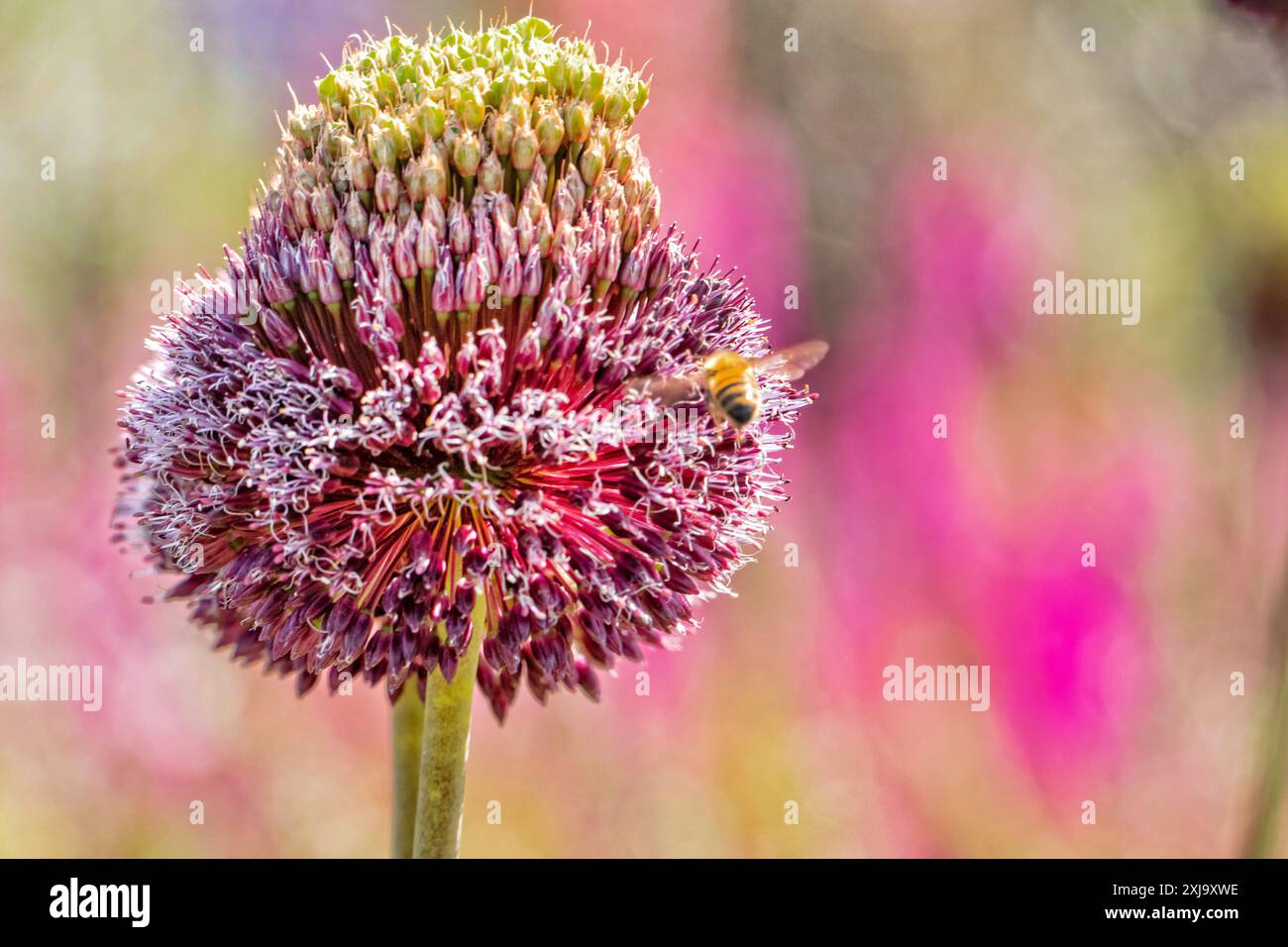 RHS Harlow Carr Gardens Harrogate North Yorkshire UK Banque D'Images