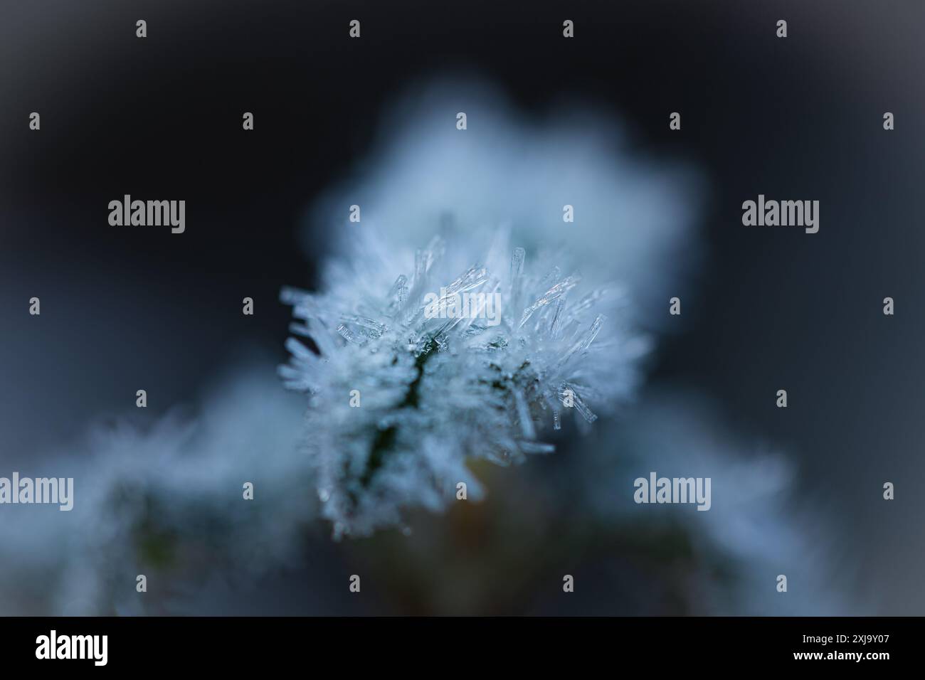 Paysage d'hiver de détails de cristaux de glace sur la feuille d'une plante dans la forêt. Mise au point sélective. Domaines hors de propos. Banque D'Images