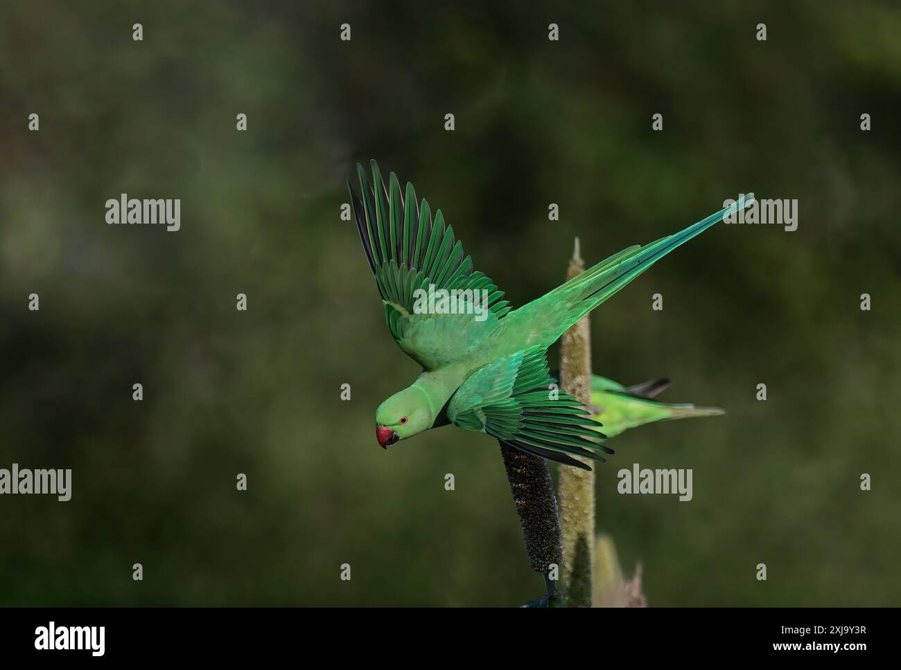 Perruche à anneaux de rose - Un bel oiseau de la famille perruche, trouvé dans tout le sous-continent indien. Banque D'Images