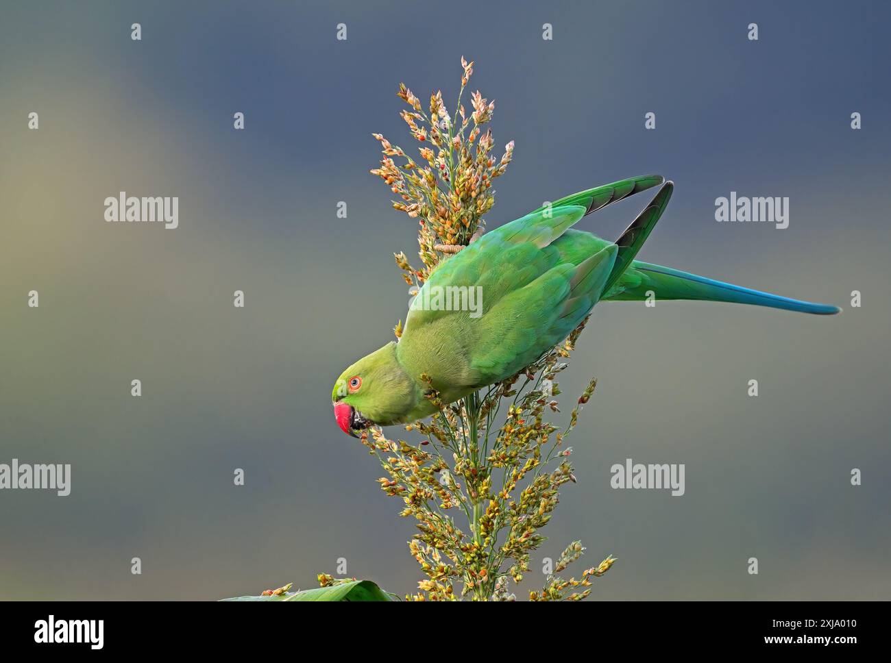 Perruche à anneaux de rose - Un bel oiseau de la famille perruche, trouvé dans tout le sous-continent indien. Banque D'Images