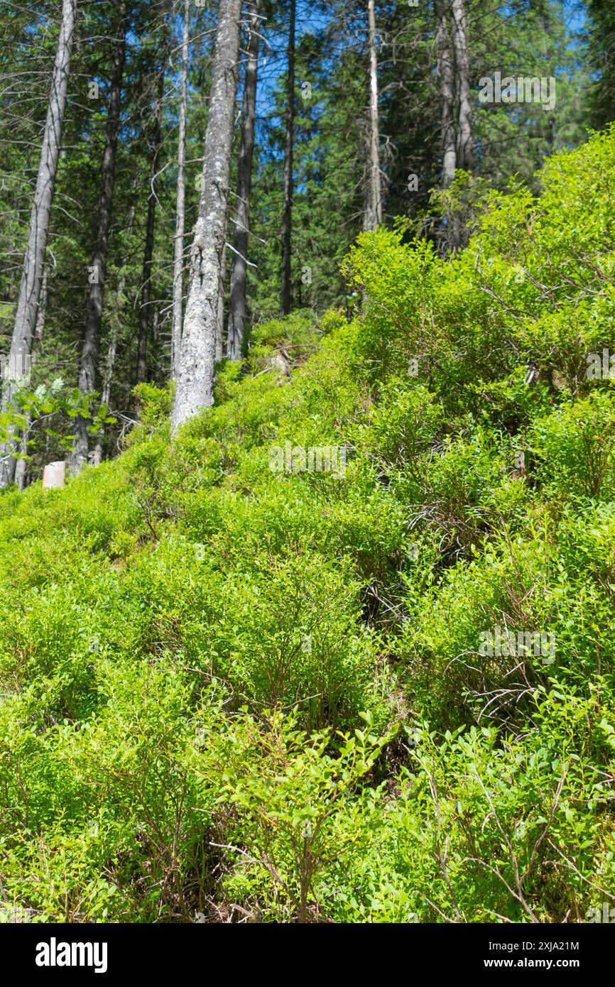 Buissons de bleuets dans une forêt de montagne. Paysage d'été. Pente de montagne. Banque D'Images