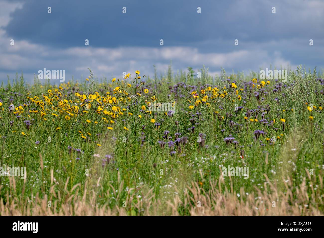 Un champ qui a été autorisé à pousser à l'état sauvage pour encourager plus d'insectes couverts d'une masse de fleurs sauvages mélangées et de longues herbes. Banque D'Images