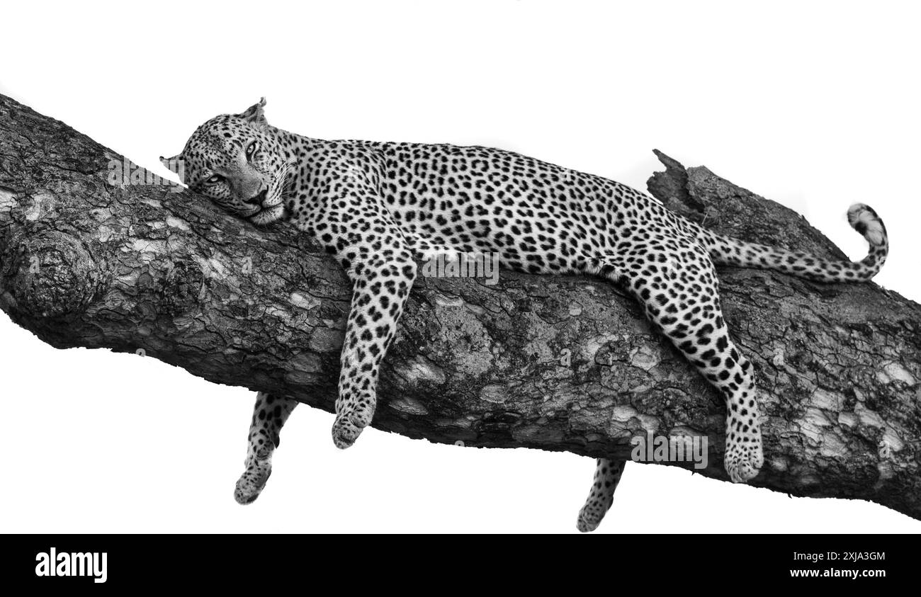 Un léopard mâle, Panthera pardus, dormant sur une branche. Banque D'Images