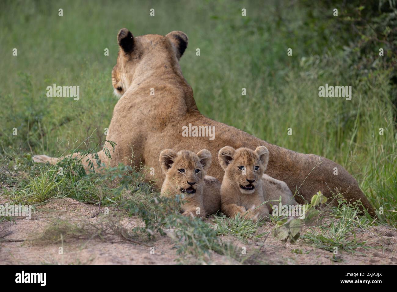 Deux petits lions, Panthera Leo, couchés à côté de leur mère. Banque D'Images