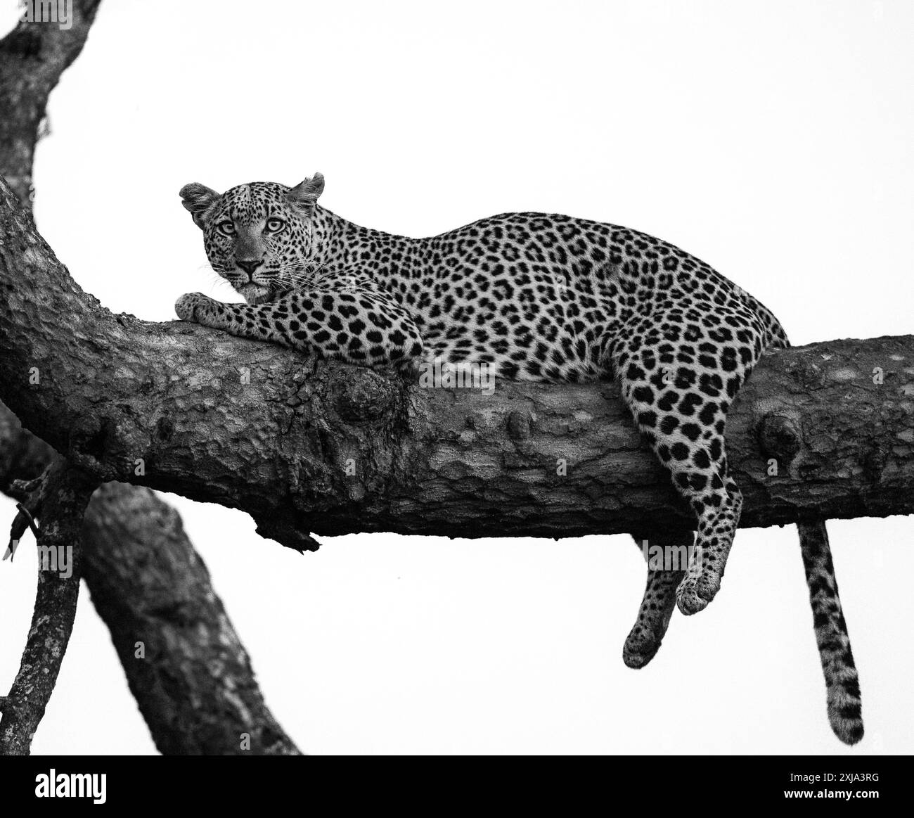 Une femelle léopard, Panthera pardus, couchée sur une branche d'arbre, en noir et blanc. Banque D'Images