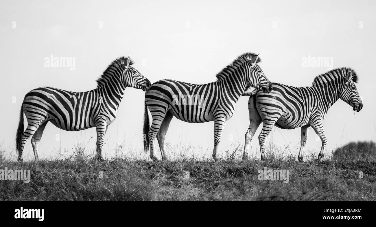 Trois zèbres, Equus quagga, marchant dans une rangée, en noir et blanc. Banque D'Images