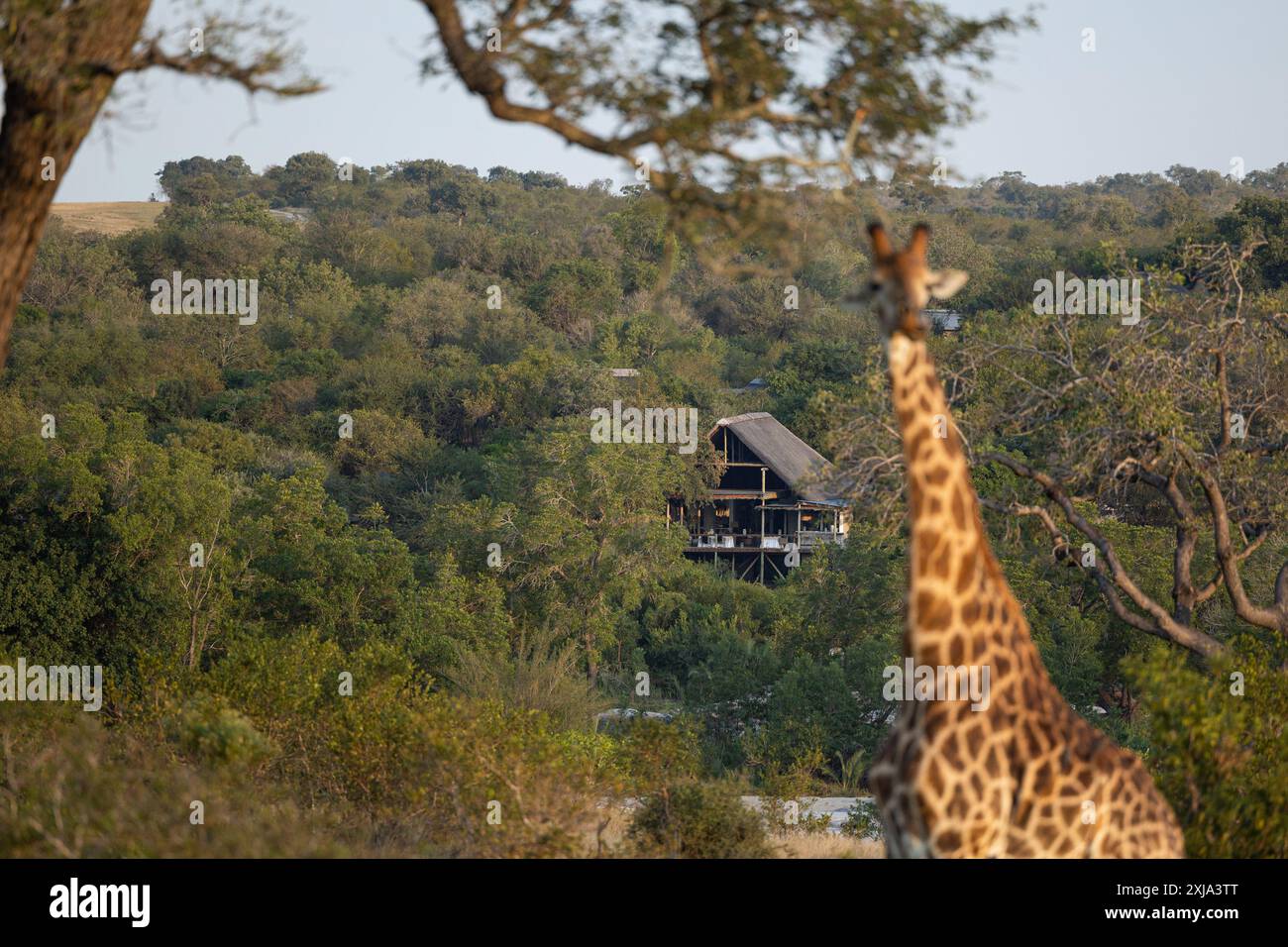 Une girafe, Giraffa, se nourrissant de feuilles, devant les Londolozi Granite Suites. Banque D'Images
