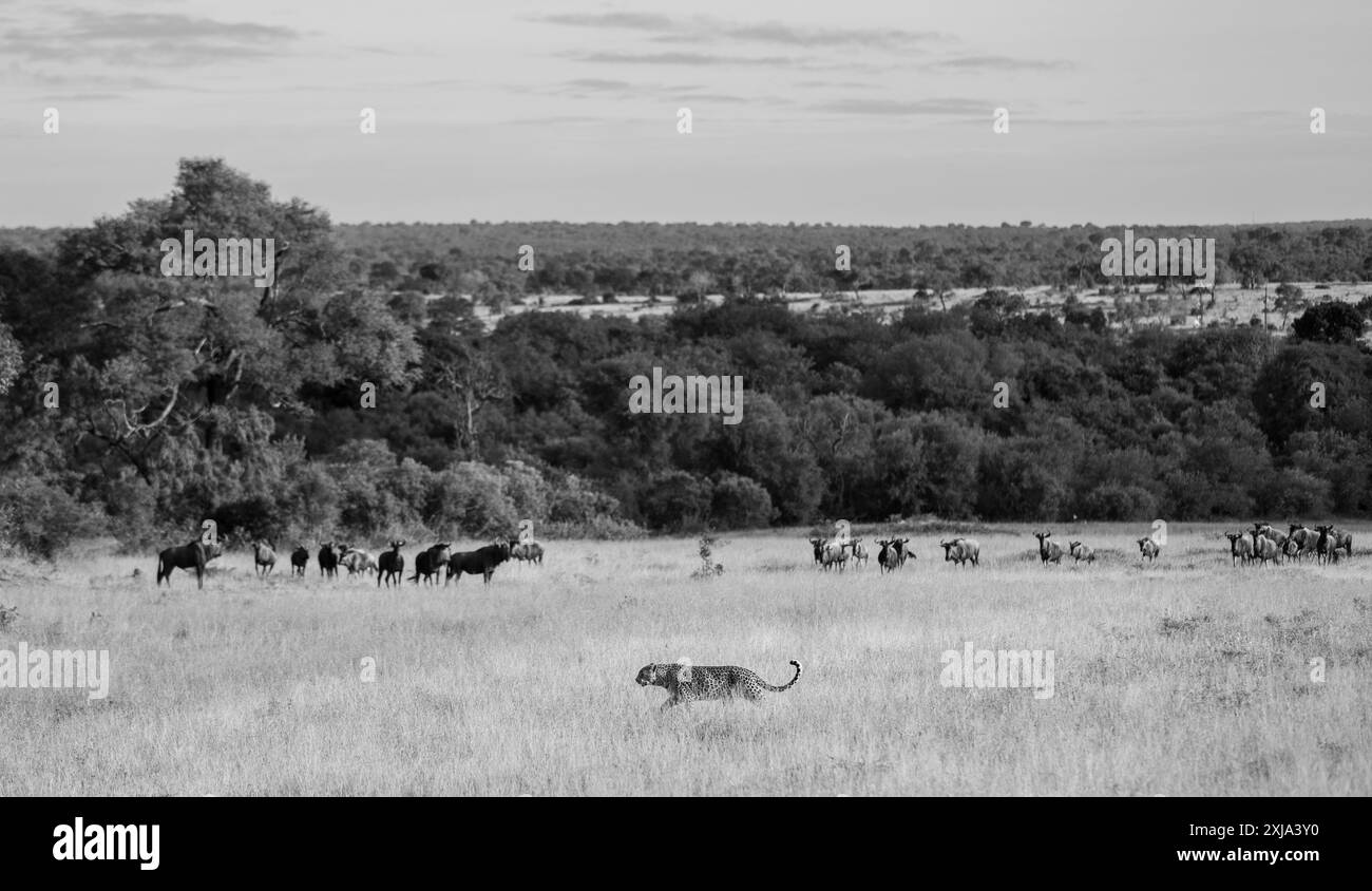 Une femelle léopard, Panthera pardus, passant devant un gnous entendu parler, Connochaetes gnou, en herbe longue, noir et blanc. Banque D'Images