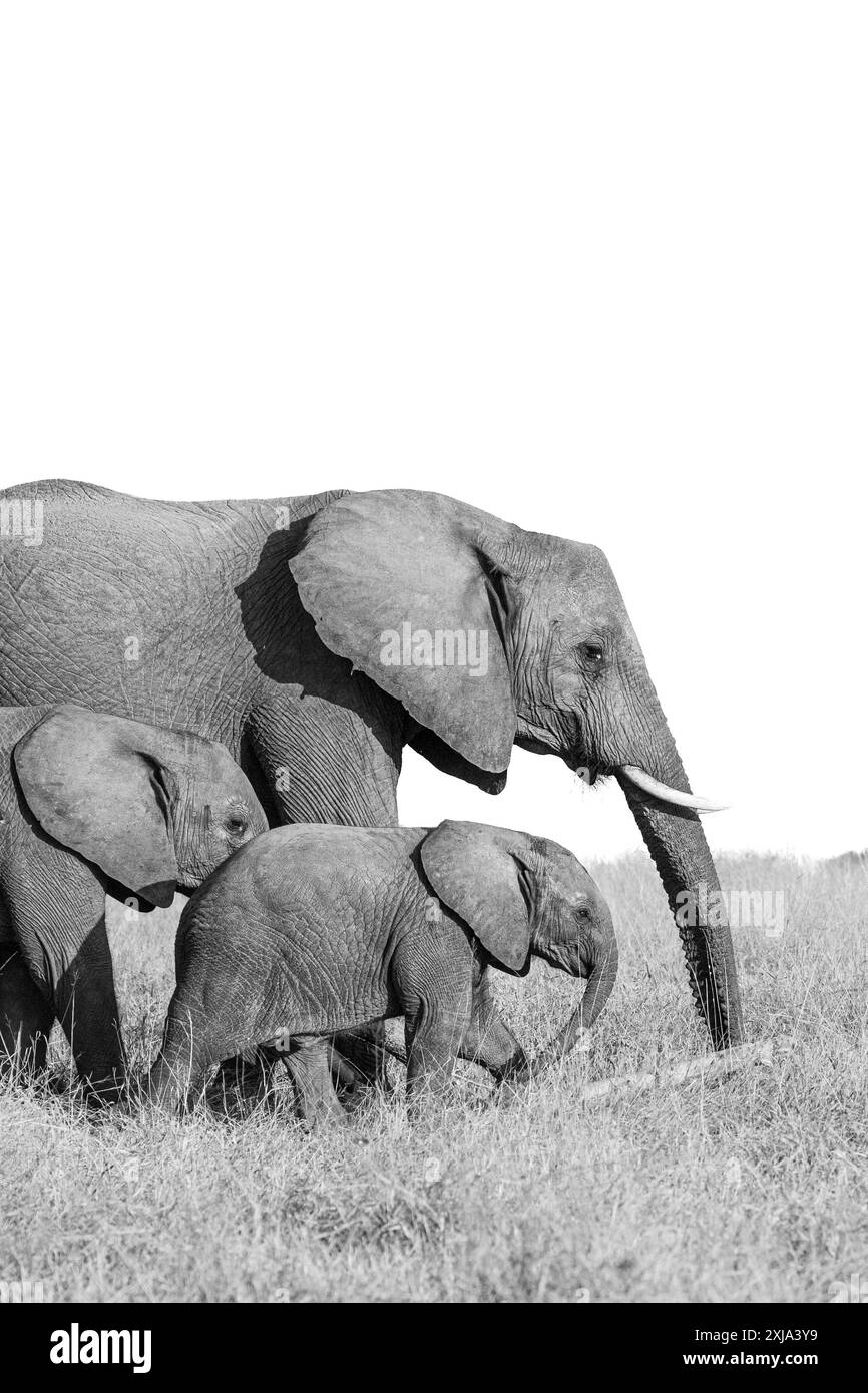 Un élevage entendu parler de l'éléphant, Loxodonta, marchant à travers de longues herbes, en noir et blanc. Banque D'Images