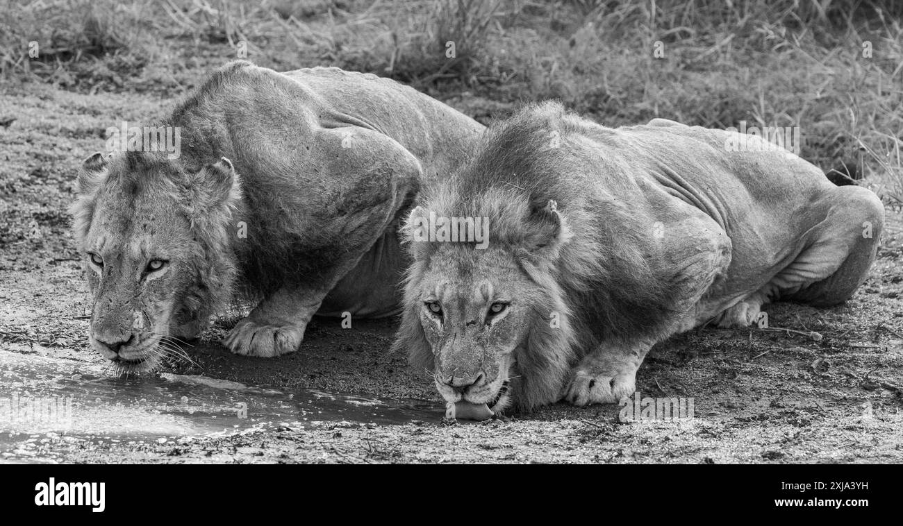 Deux lions mâles, Panthera leo, buvant l'un à côté de l'autre, en noir et blanc. Banque D'Images