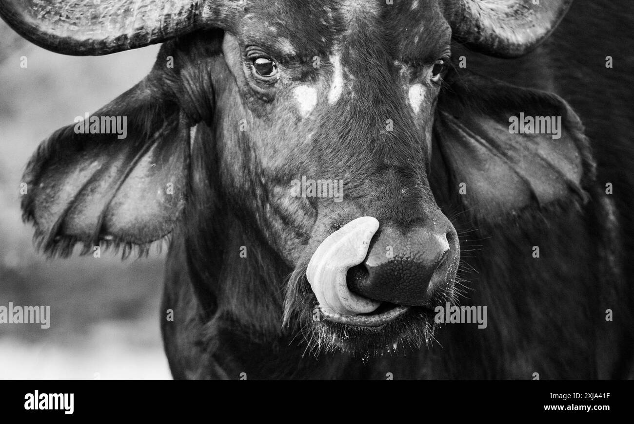 Gros plan d'un buffle, Syncerus caffer, langue sortie, en noir et blanc. Banque D'Images