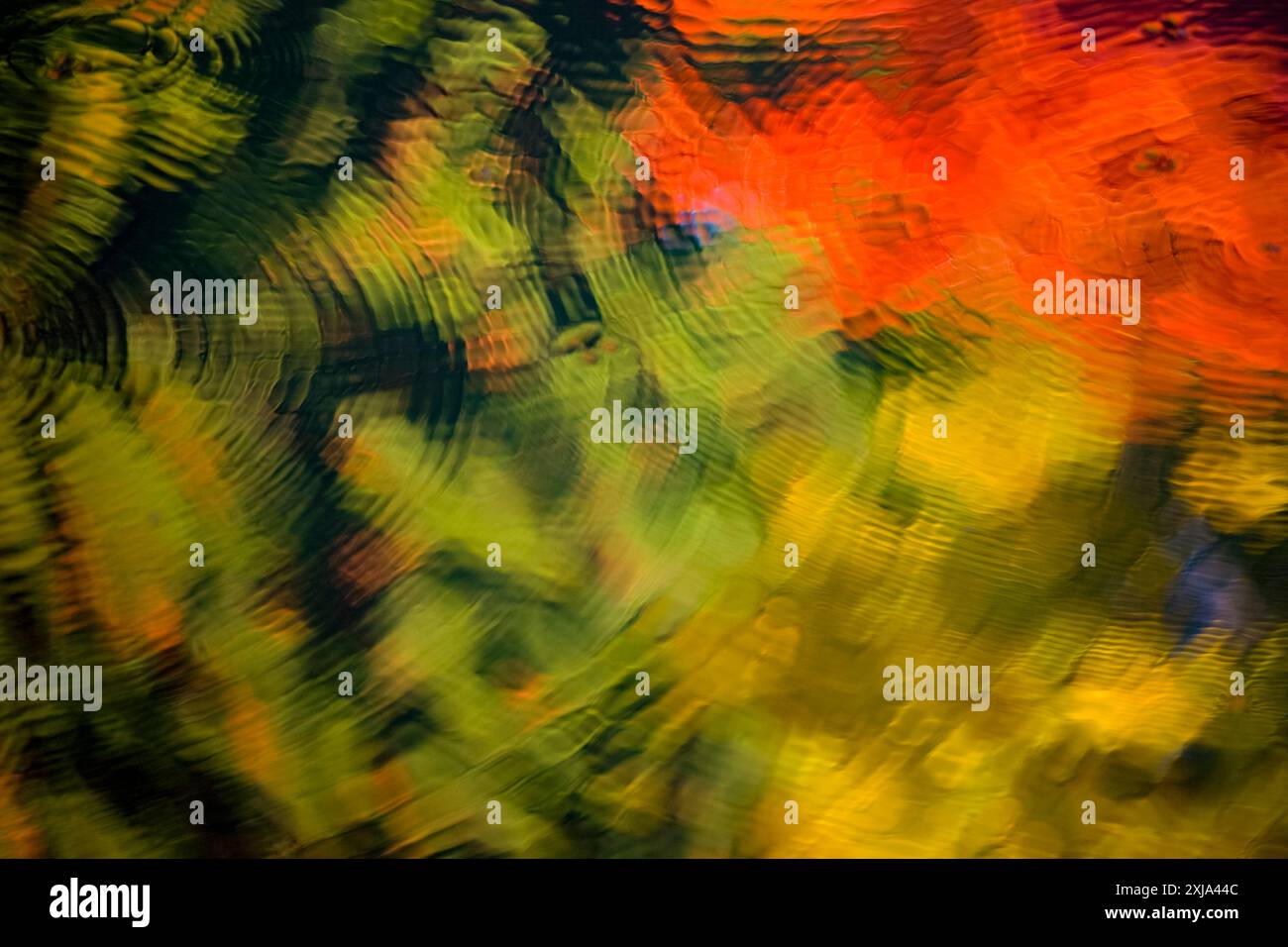 Couleurs d'automne reflétées sur l'étang, Washington Park Arboretum, Seattle, WA, USAArboretum, Seattle, WA, États-Unis Banque D'Images