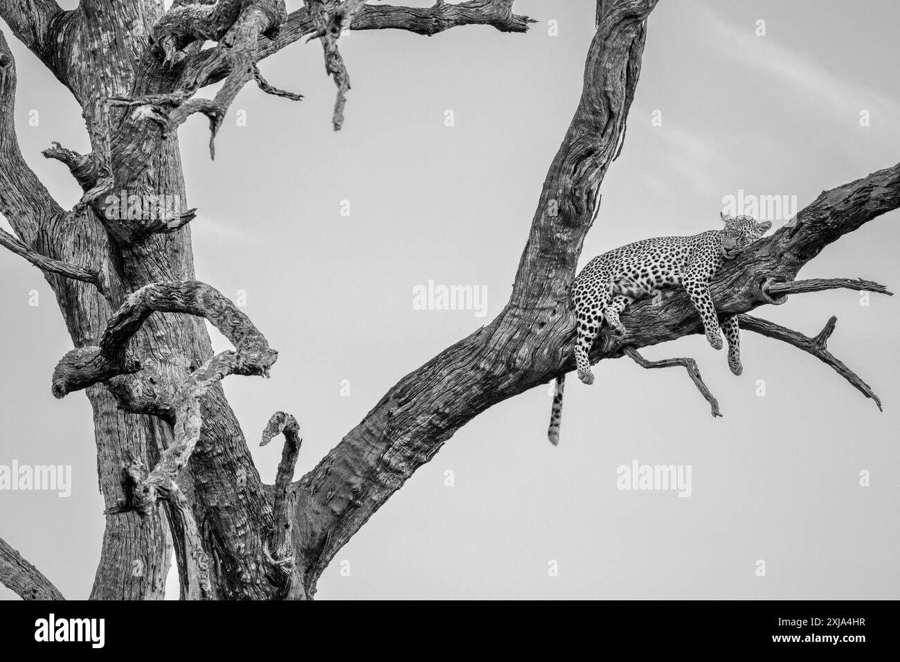 Une femelle léopard, Panthera pardus, couchée dans un arbre à bois de plomb mort, en noir et blanc. Banque D'Images