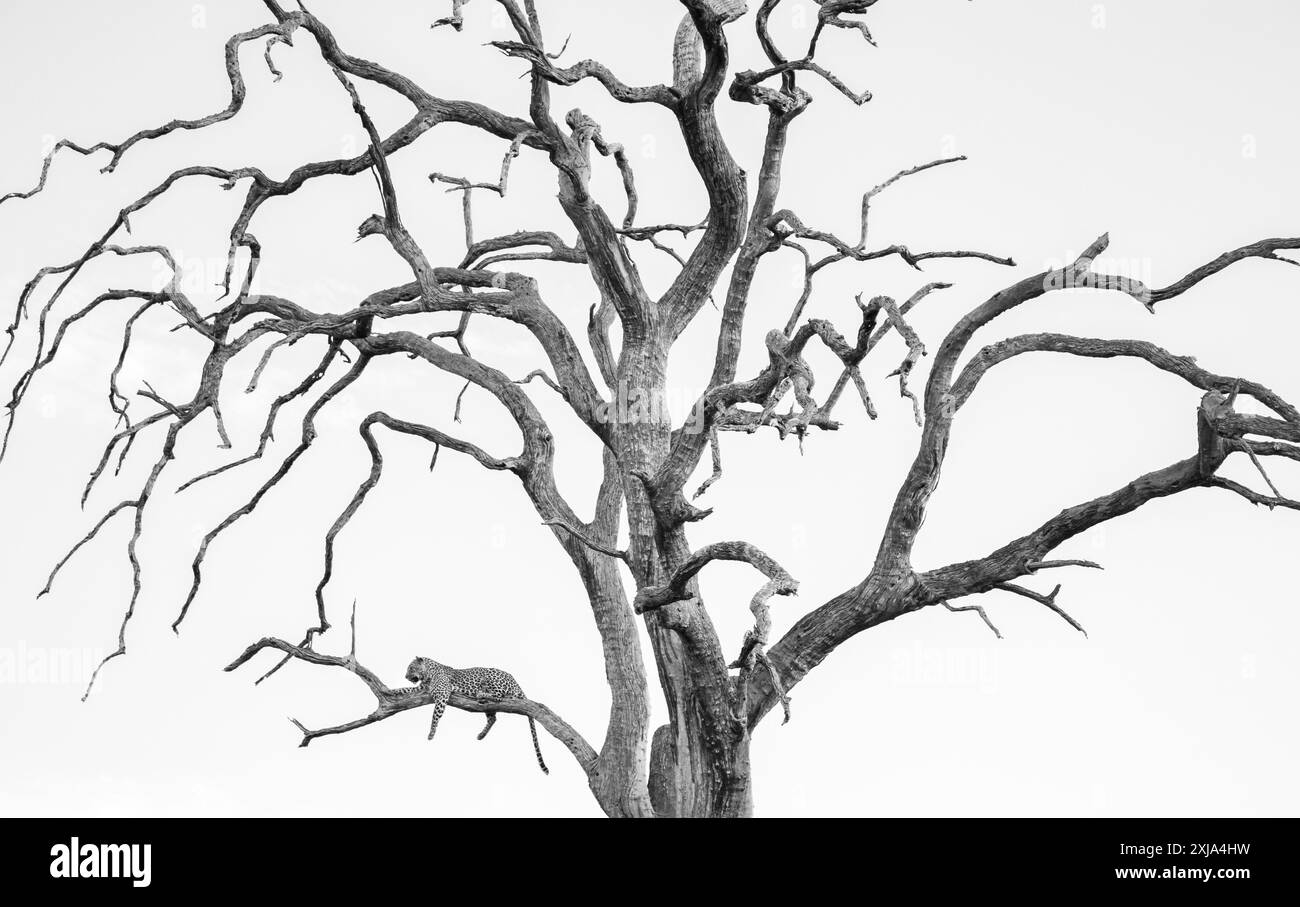 Une femelle léopard, Panthera pardus, couchée dans un arbre à bois de plomb mort, en noir et blanc. Banque D'Images
