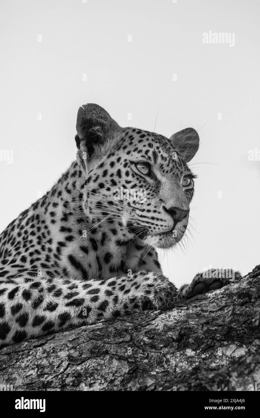 Portrait d'un léopard, Panthera pardus, en noir et blanc. Banque D'Images