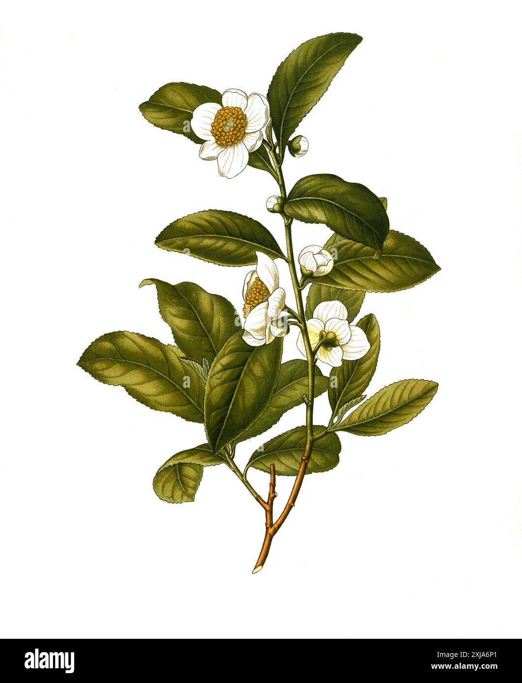 Heilpflanze, Camellia thea, Teepflanze (Camellia sinensis) ist eine Pflanzenart aus der Gattung Kamelien, Historisch, digital restaurierte Reproduktion von einer Vorlage aus dem 19. Jahrhundert, Banque D'Images