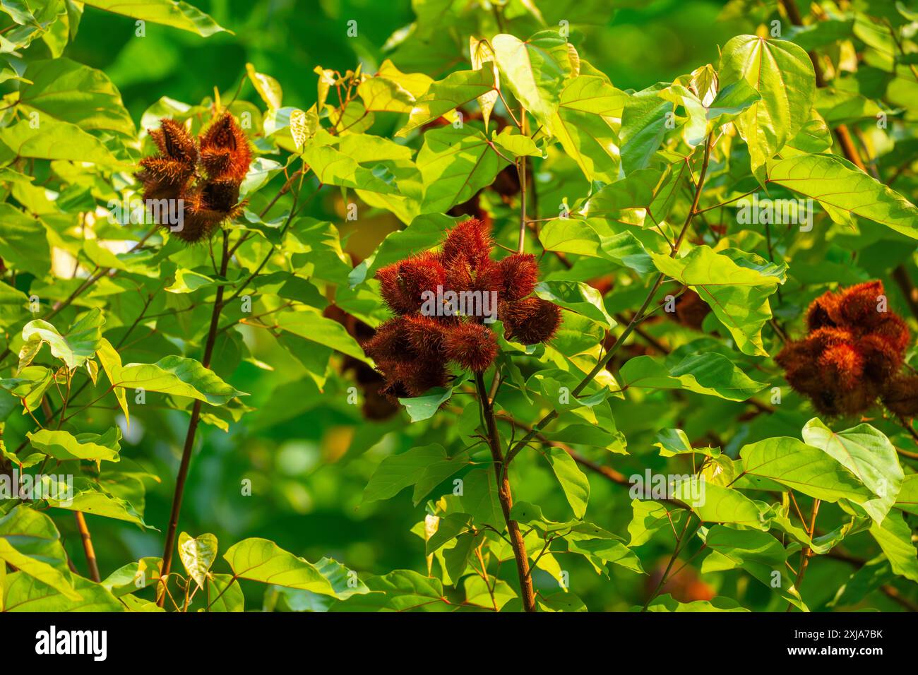 Annatto le fruit rouge de l'arbre Achiote (Bixa orellana). Ses graines sont la source du condiment rouge orangé et du colorant alimentaire rocou. Cette plante Banque D'Images