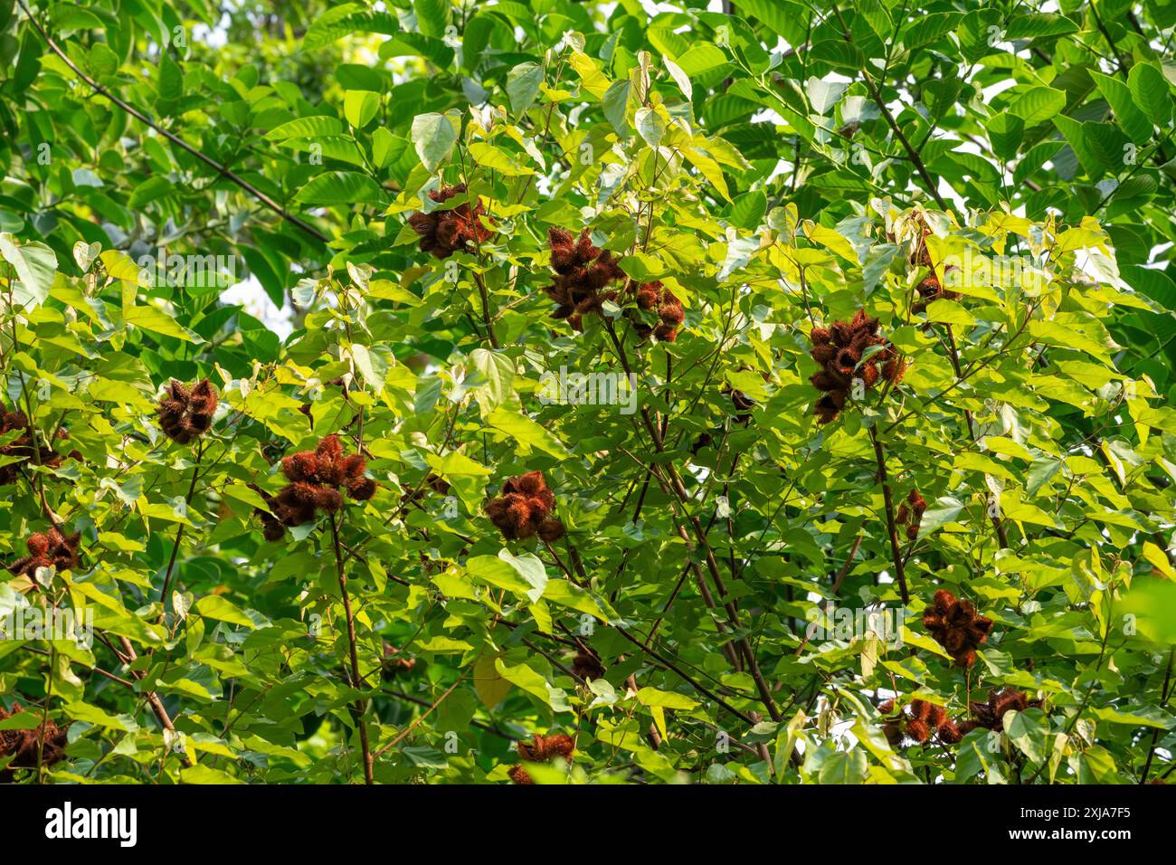 Annatto le fruit rouge de l'arbre Achiote (Bixa orellana). Ses graines sont la source du condiment rouge orangé et du colorant alimentaire rocou. Cette plante Banque D'Images