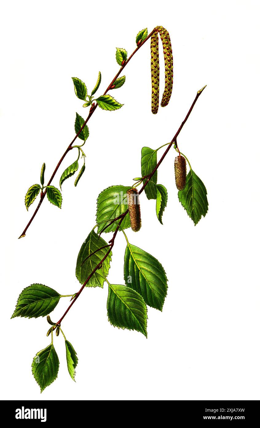 Hänge-Birke (Betula pendula, Betula alba, Betula verrucosa), auch Sandbirke, Weißbirke oder Warzenbirke (oben), Moor-Birke (Betula pubescens), auch Haar-Birke, Besen-Birke, Glassbirke oder Behaisch Bierke (oben), Vorarte und Behierke (18). Jahrhundert, Banque D'Images