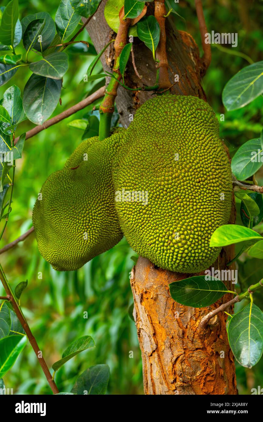 Le jackfruit est le fruit de l'Artocarpus heterophyllus, une espèce d'arbre de la famille des figues, des mûriers et des fruits à pain. Le jackfruit est le Banque D'Images