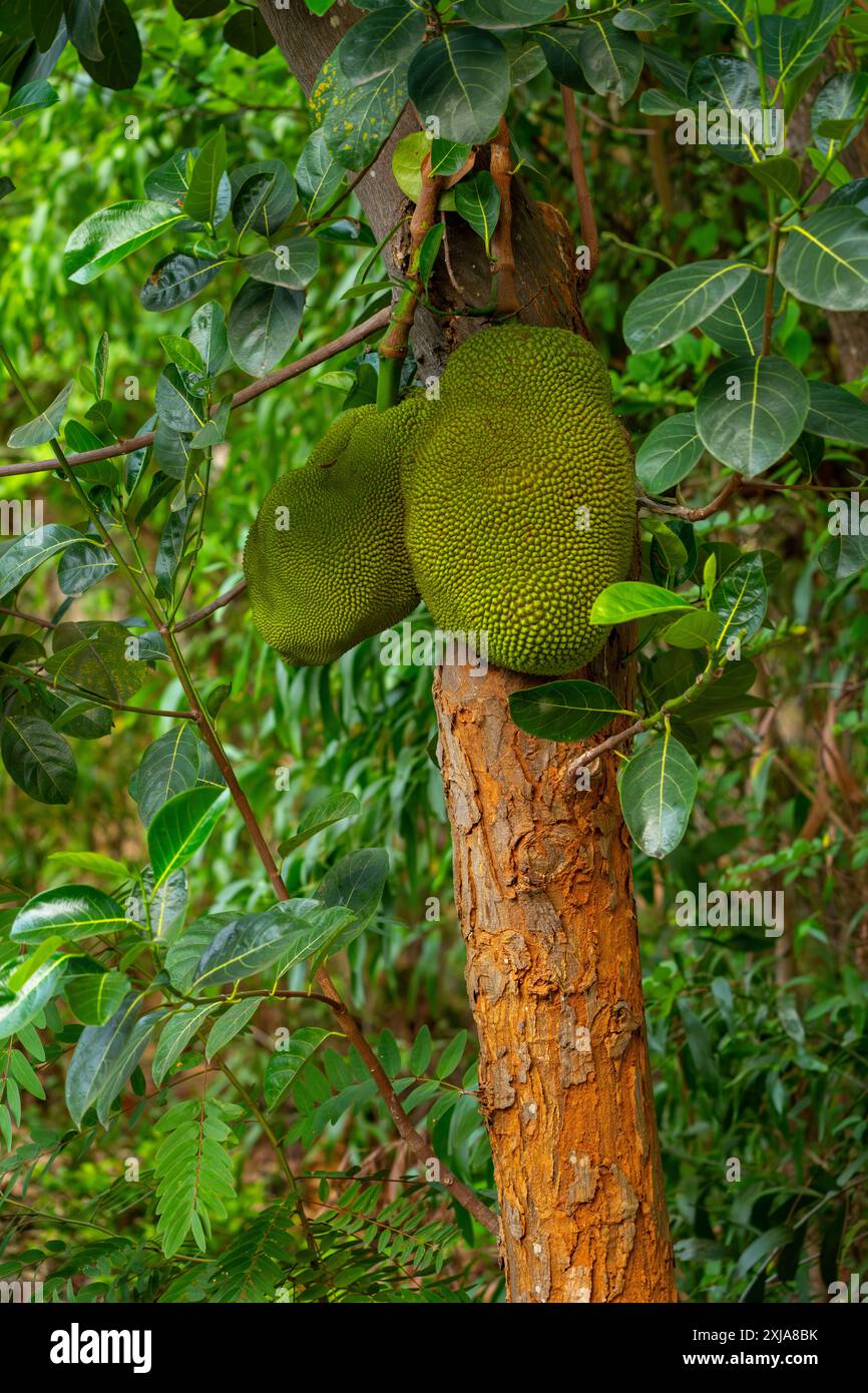 Le jackfruit est le fruit de l'Artocarpus heterophyllus, une espèce d'arbre de la famille des figues, des mûriers et des fruits à pain. Le jackfruit est le Banque D'Images