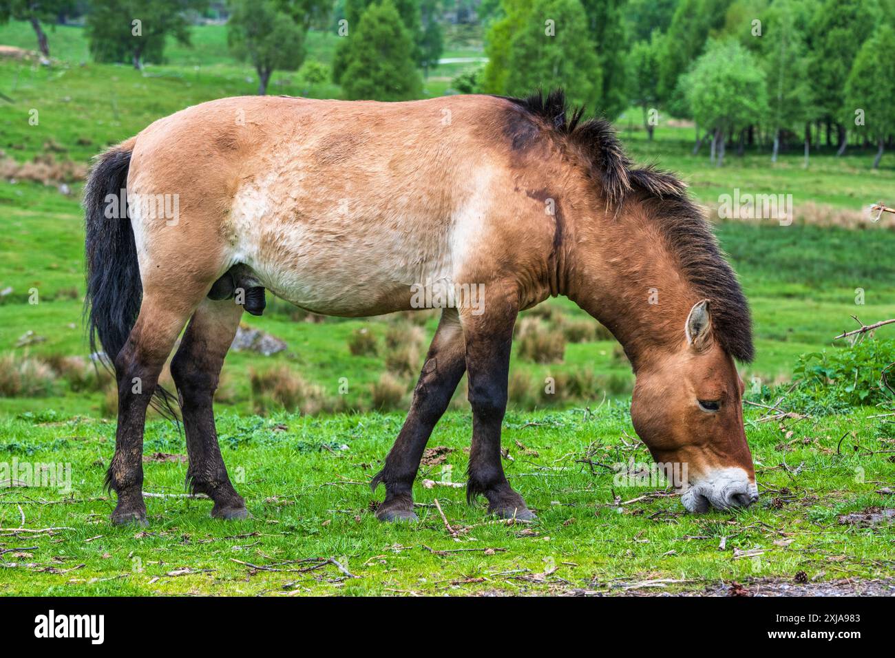 Un étalon de cheval de Przewalski paissant dans la réserve du parc animalier Highland Wildlife Park, Kincraig, Kingussie, Écosse, Royaume-Uni Banque D'Images