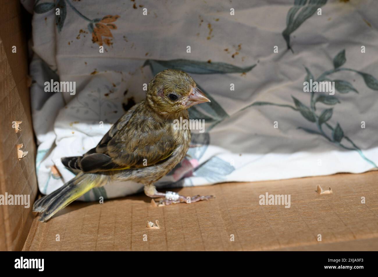 Chloris chloris (Chloris chloris) خضير أوربي, juvénile annelé, est remis dans la nature après un traitement dans un hôpital pour animaux sauvages. Photographié dans Banque D'Images