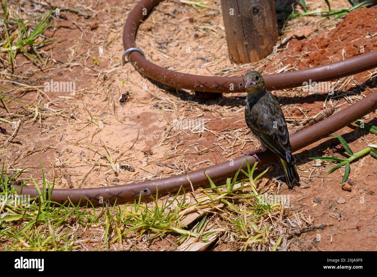 Chloris chloris (Chloris chloris) خضير أوربي, juvénile annelé, est remis dans la nature après un traitement dans un hôpital pour animaux sauvages. Photographié dans Banque D'Images