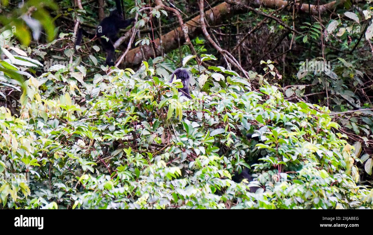 Langur javan oriental (Trachypithecus auratus, lutung ébène, langur javan, lutung javan). On le trouve sur l'île de Java Banque D'Images