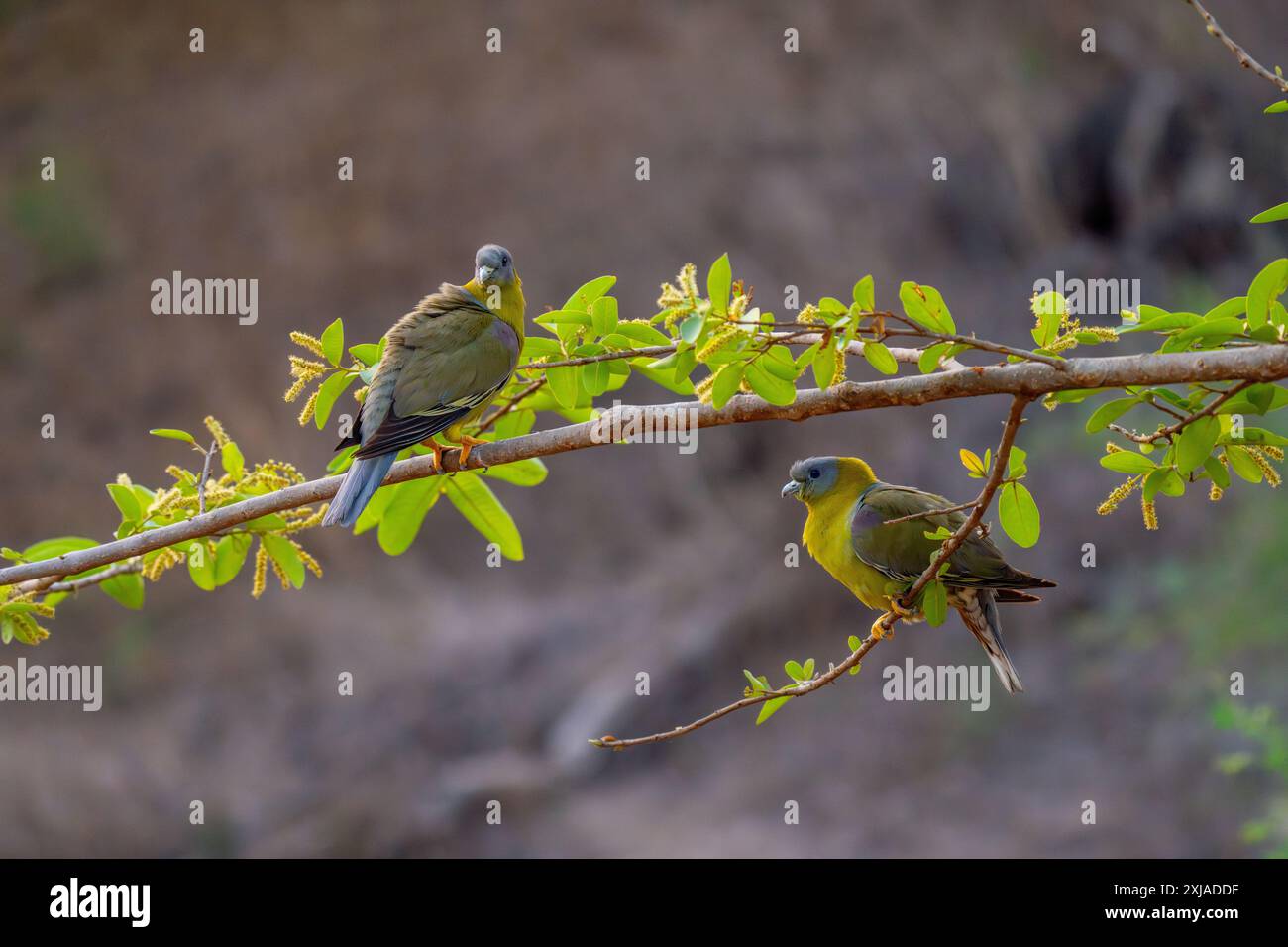 Pigeons verts à pattes jaunes (Treron phoenicopterus syn Treron phoenicoptera) حمام أخضر أصفر الرجلين dans un arbre. Ces pigeons verts (famille Columbidae) Banque D'Images