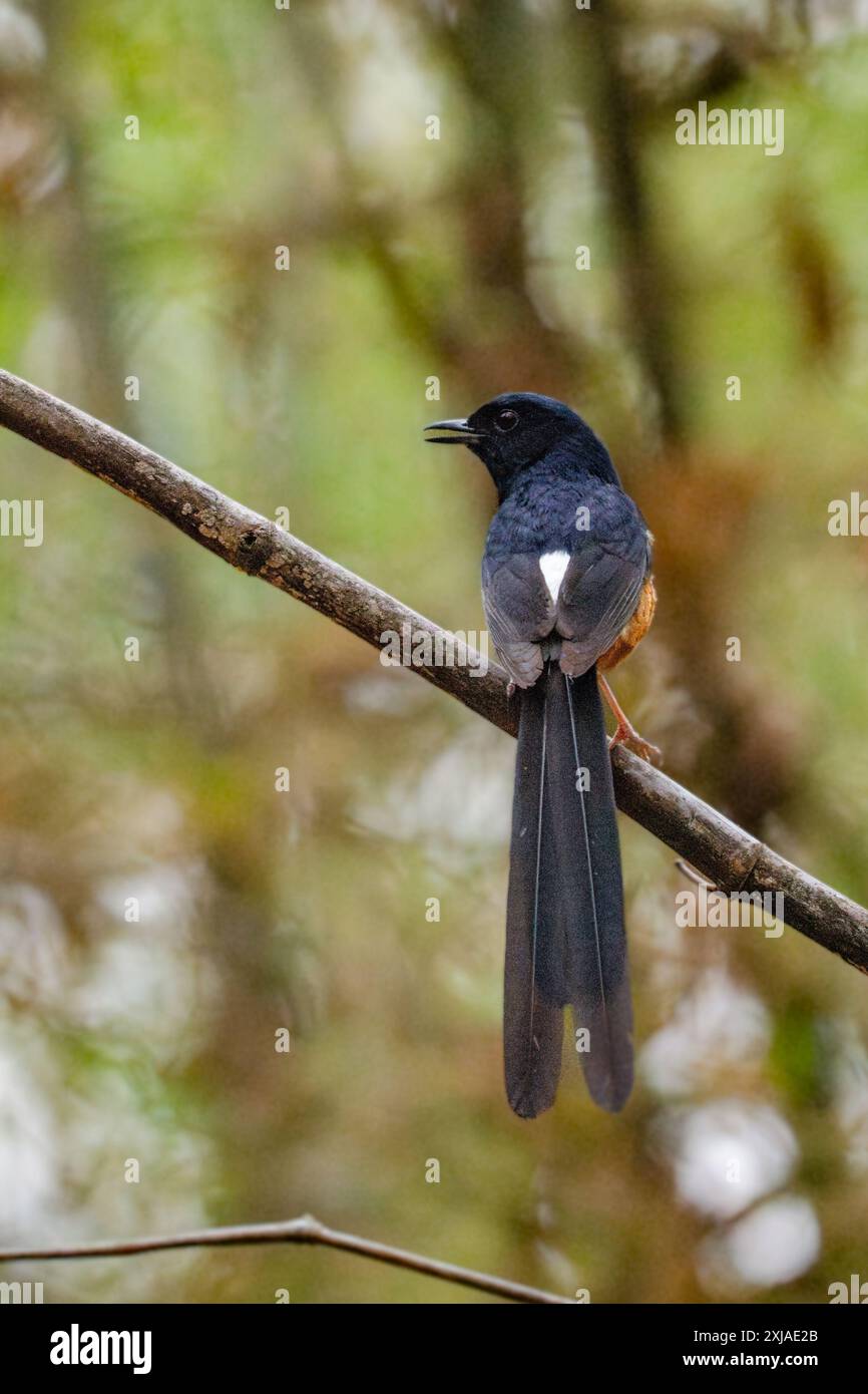 Le Shama (Copsychus malabaricus) étant un excellent oiseau chanteur, il est souvent piégé et gardé comme oiseaux de cage. Photographié dans la nature à Indi Banque D'Images