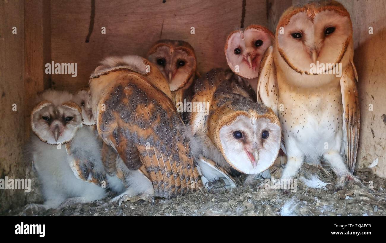 Chouettes de la grange (Tyto alba) هامة dans une plate-forme de nidification faite par l'homme la nuit, Carmel, Israël la chouette de la grange est un contrôle naturel des parasites. Barn Owls sont l'un des Mo Banque D'Images