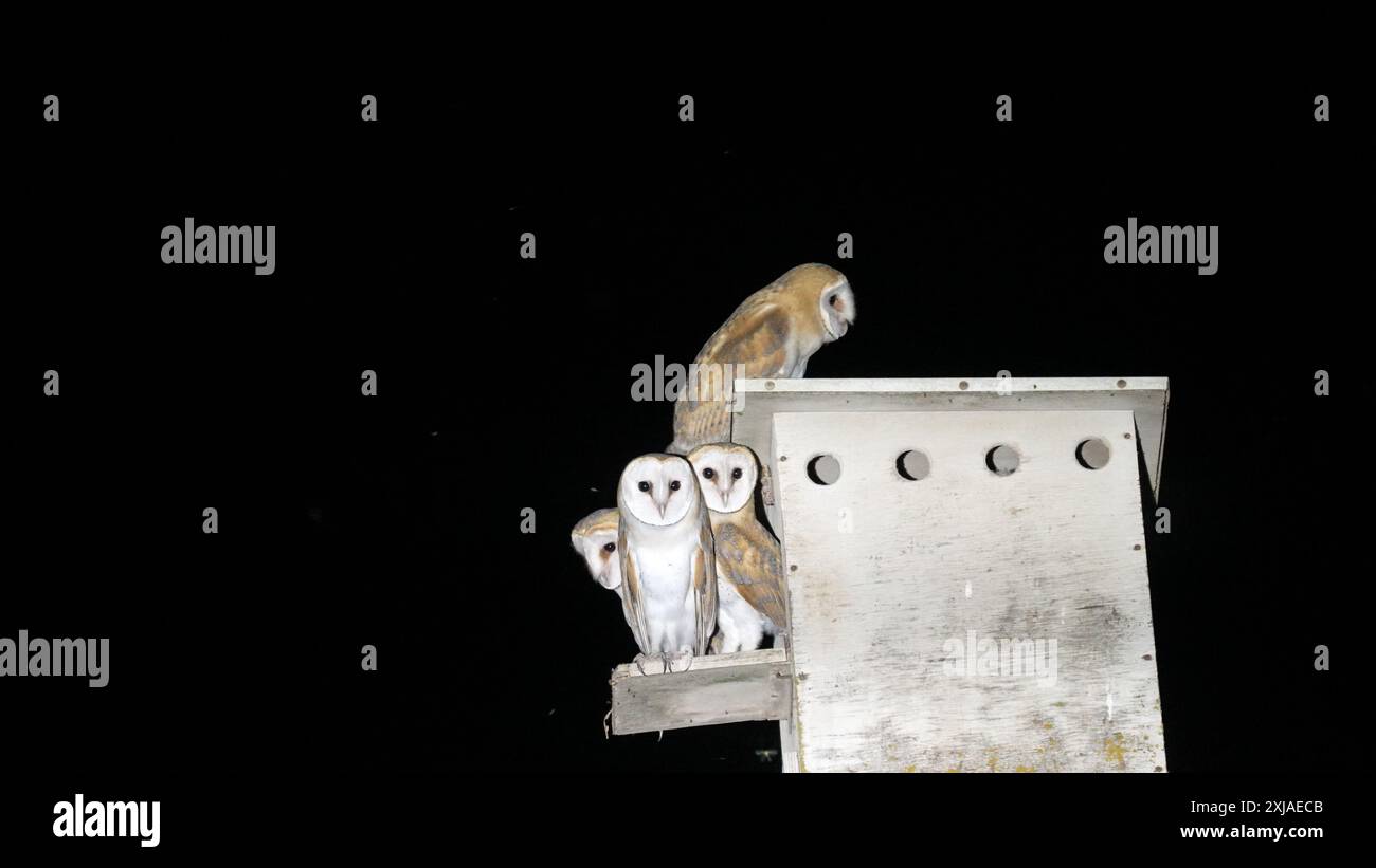 Chouettes de la grange (Tyto alba) هامة dans une plate-forme de nidification faite par l'homme la nuit, Carmel, Israël la chouette de la grange est un contrôle naturel des parasites. Barn Owls sont l'un des Mo Banque D'Images