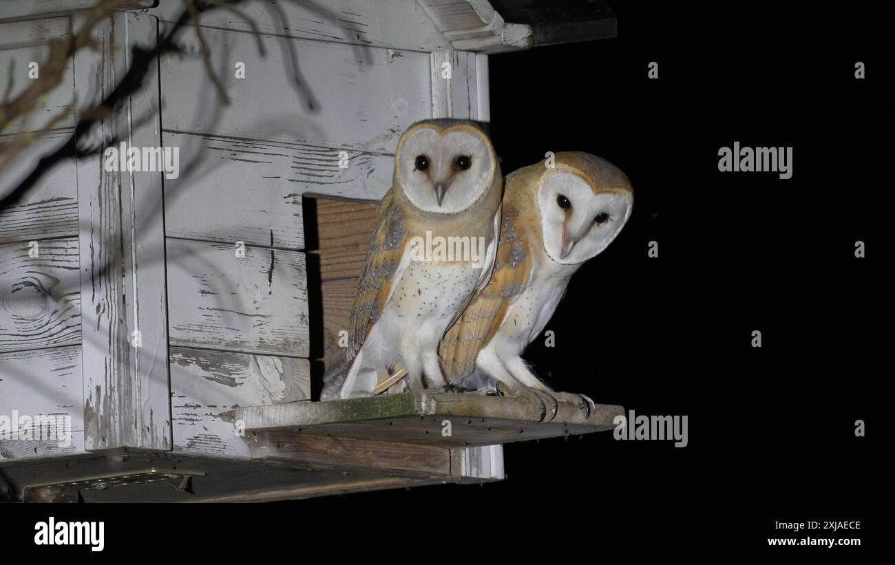 Chouettes de la grange (Tyto alba) هامة dans une plate-forme de nidification faite par l'homme la nuit, Carmel, Israël la chouette de la grange est un contrôle naturel des parasites. Barn Owls sont l'un des Mo Banque D'Images