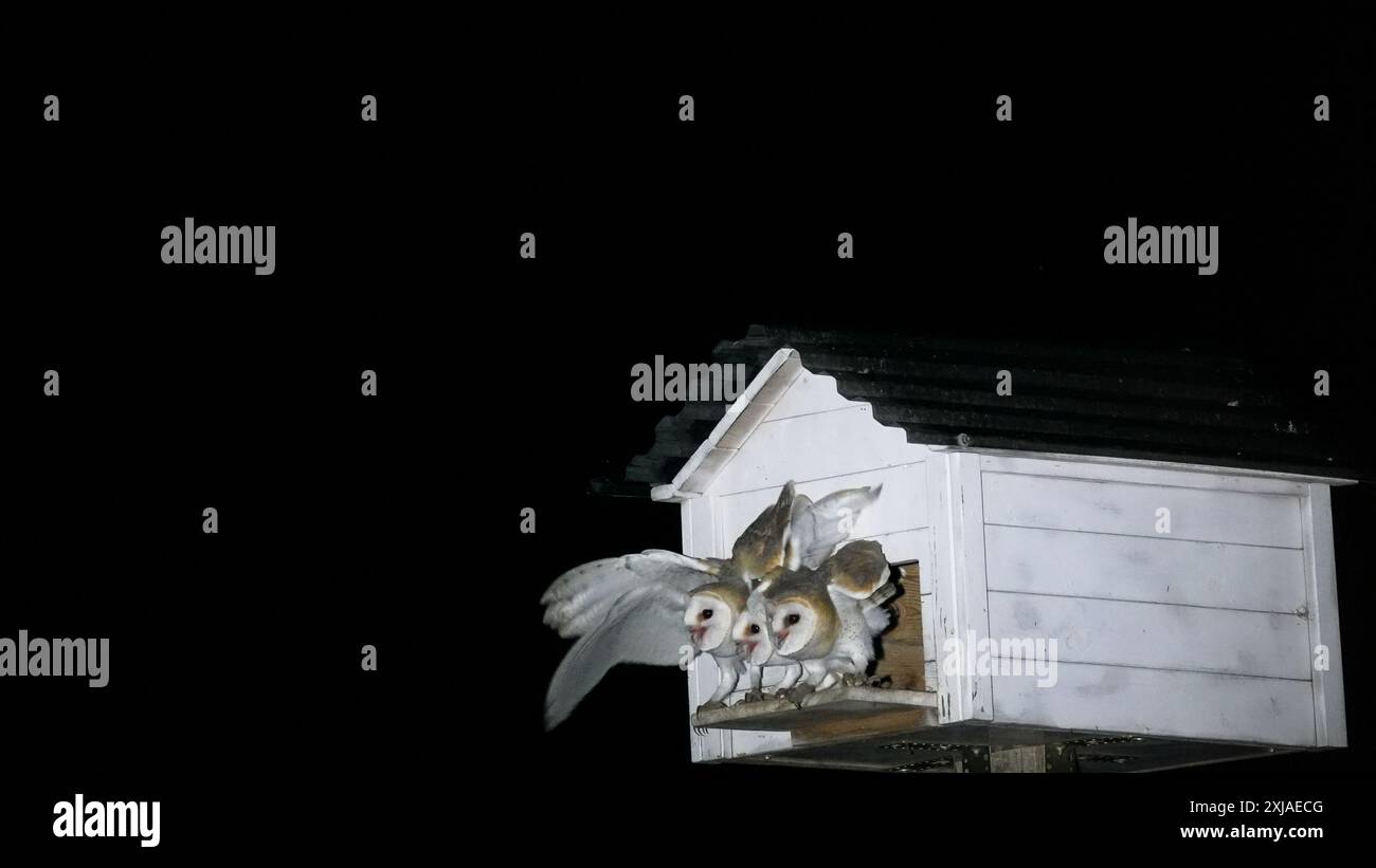 Chouettes de la grange (Tyto alba) هامة dans une plate-forme de nidification faite par l'homme la nuit, Carmel, Israël la chouette de la grange est un contrôle naturel des parasites. Barn Owls sont l'un des Mo Banque D'Images