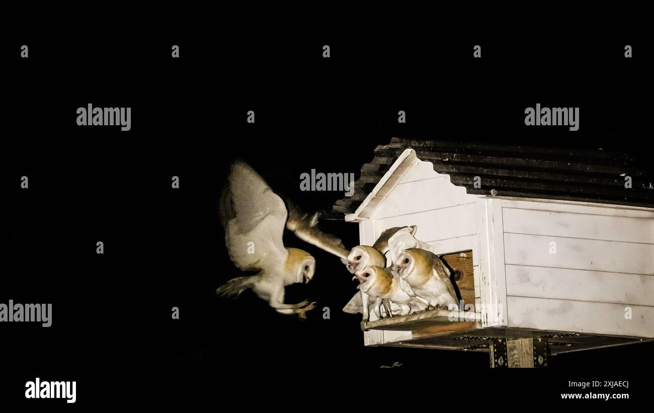 Chouettes de la grange (Tyto alba) هامة dans une plate-forme de nidification faite par l'homme la nuit, Carmel, Israël la chouette de la grange est un contrôle naturel des parasites. Barn Owls sont l'un des Mo Banque D'Images