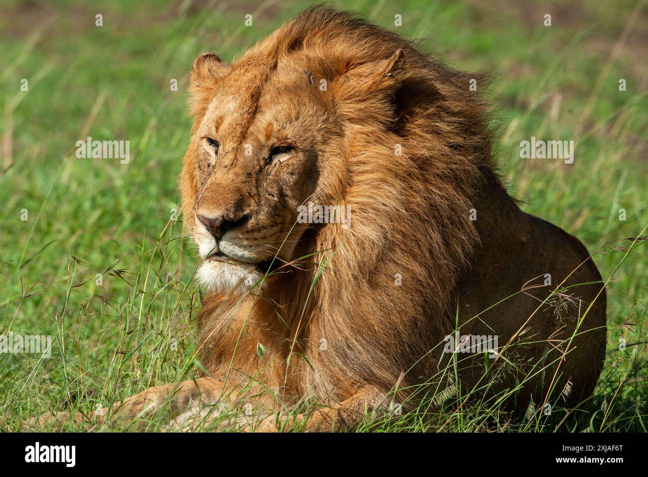Portrait d'un lion mâle couché dans l'herbe d'une savane africaine Banque D'Images Portrait d'un lion mâle couché dans l'herbe d'une savane africaine Banque D'Images