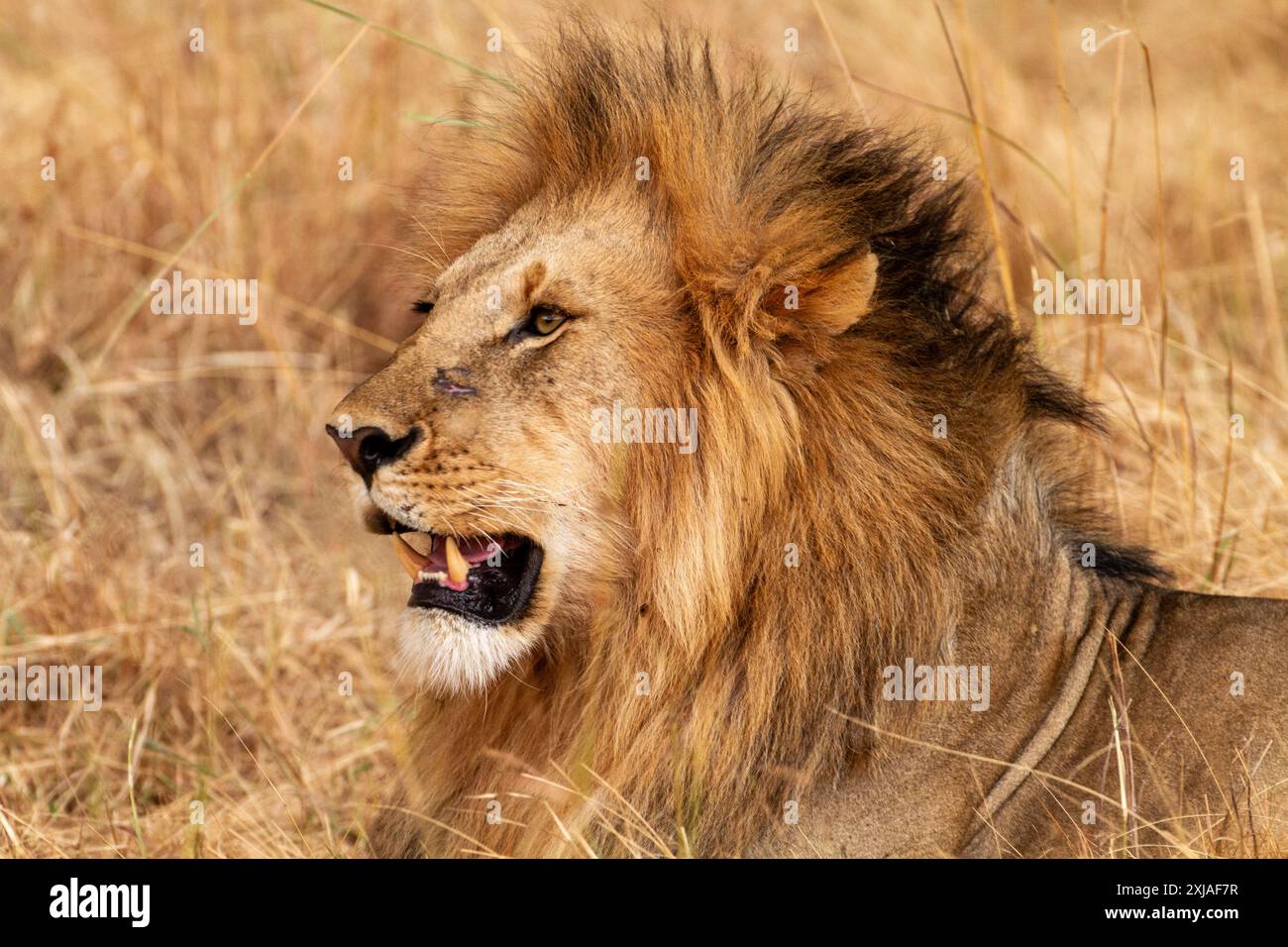 Portrait d'un lion mâle couché dans l'herbe d'une savane africaine Banque D'Images Portrait d'un lion mâle couché dans l'herbe d'une savane africaine Banque D'Images