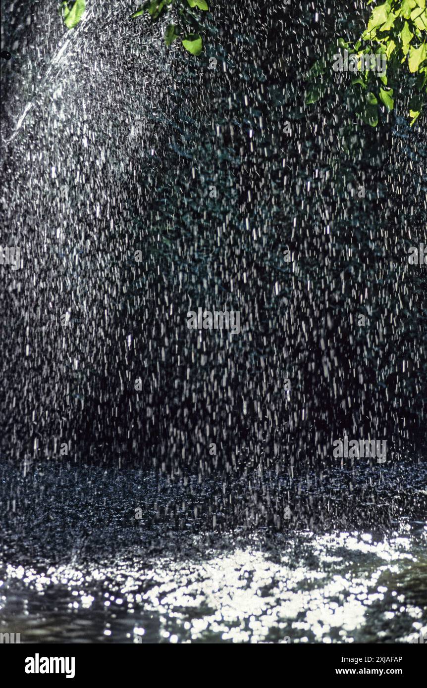 Dans une forêt de pluie Banque D'Images