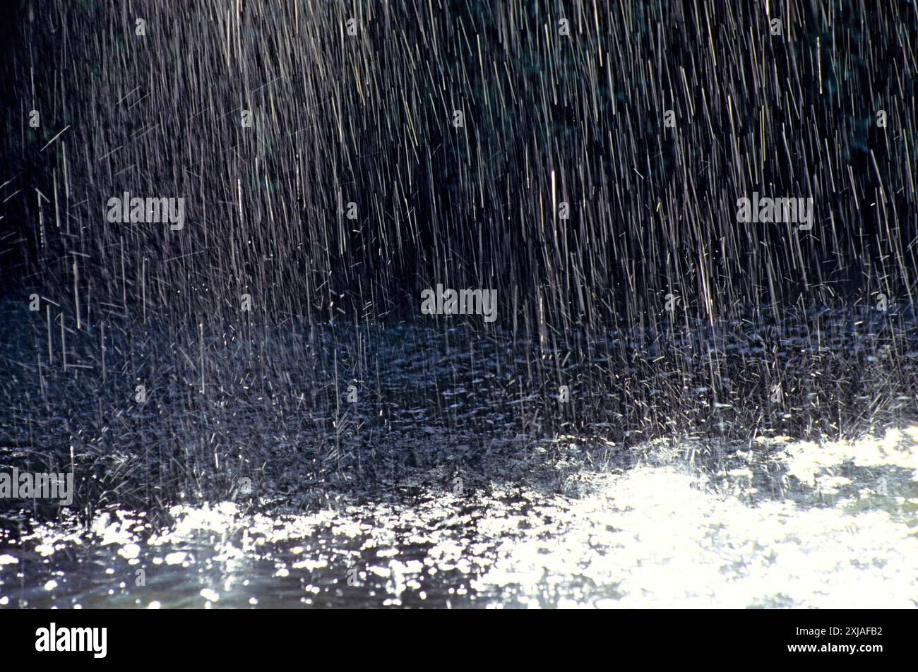 Dans une forêt de pluie Banque D'Images