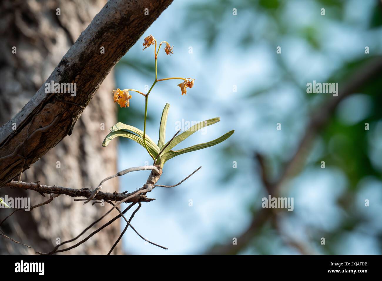 Orchidée sauvage photographiée en Inde Banque D'Images