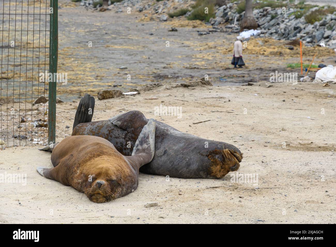 Coquimbo, Chili - 15 mars 2019 : phoques reposant sur une plage urbaine de sable avec une personne qui marche en arrière-plan. Banque D'Images