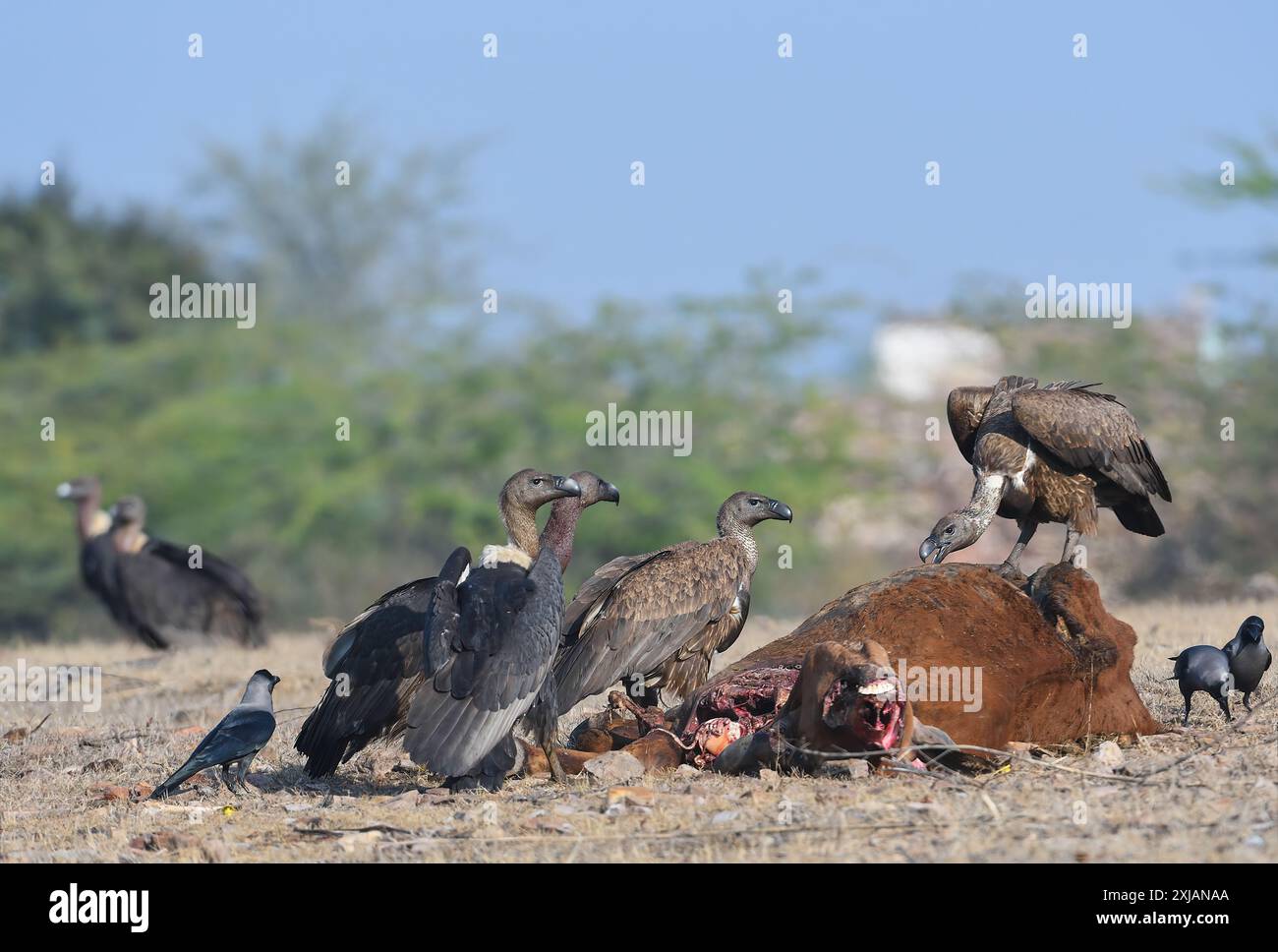 Vulture blanche ou Vulture blanche-soutenue, une espèce rare et menacée en Inde. A besoin de conservation. Banque D'Images