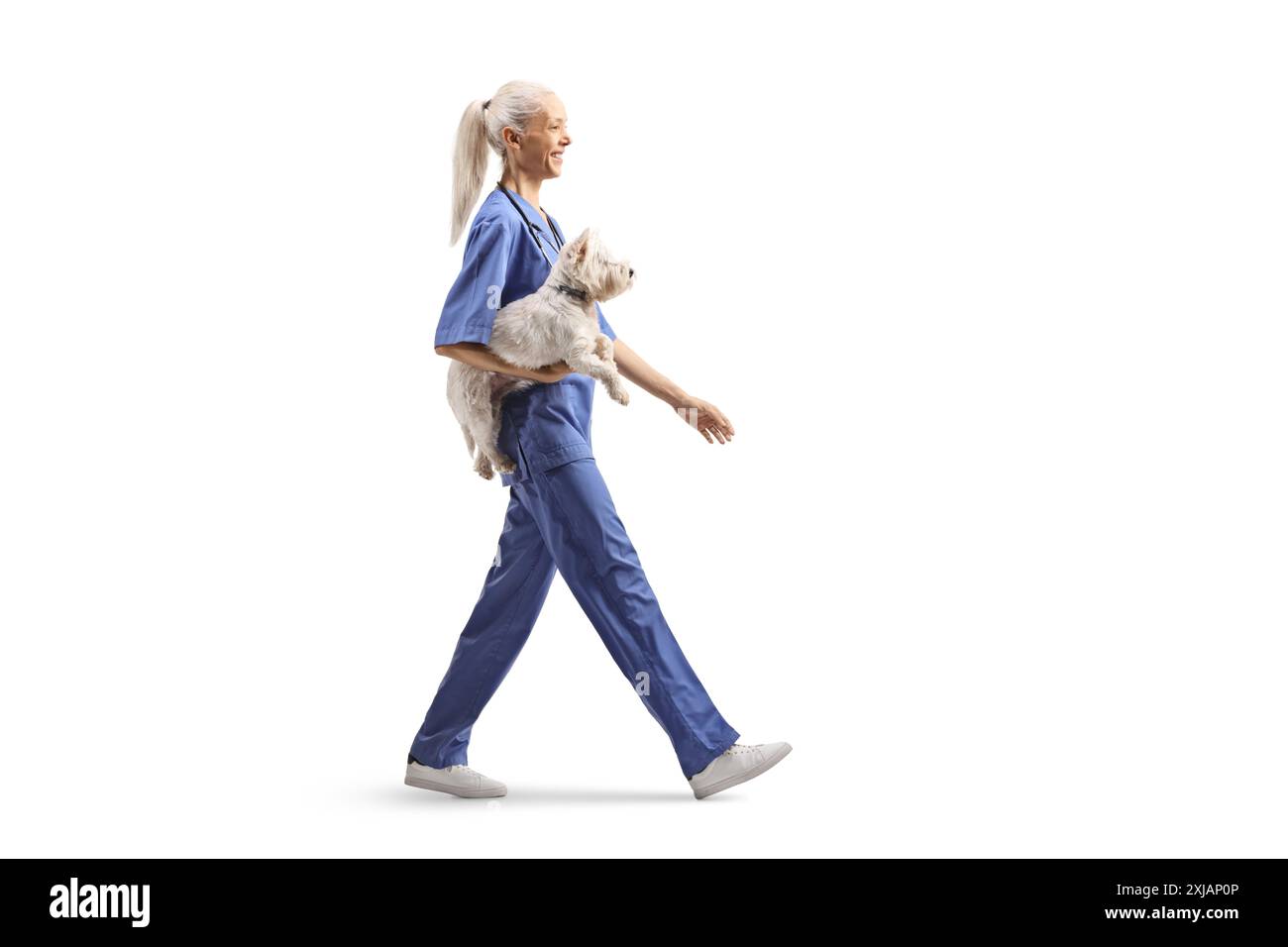 Vétérinaire femelle portant un chien westie terrier et marchant isolé sur fond blanc Banque D'Images