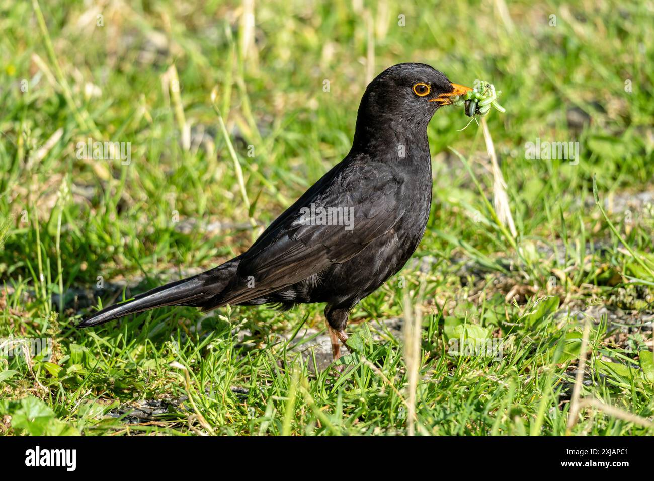 Le mâle noir commun (Turdus merula) avec des chenilles dans son bec comme nourriture pour les poussins Banque D'Images
