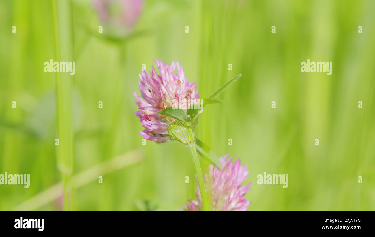 Vue macro. Bourdon sur une fleur de trèfle en pleine floraison rassemblant pollen et nectar. Le bourdon recueille le miel de la fleur. Banque D'Images