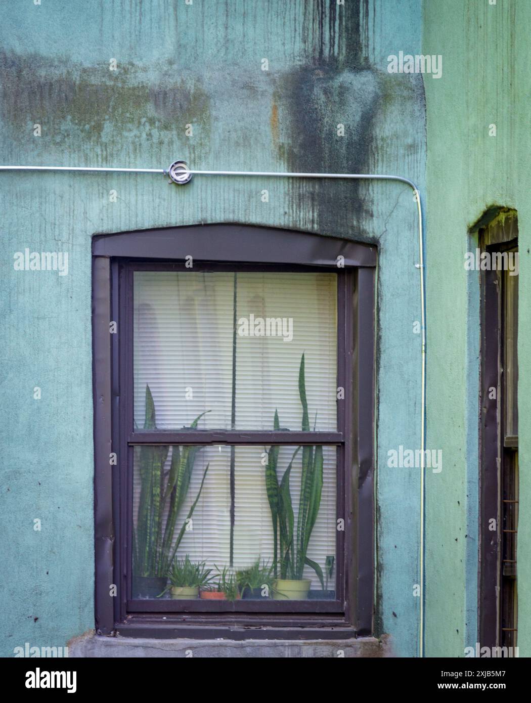 Une fenêtre d'un appartement nous donne un aperçu de la personne qui vit ici - amateur de plantes Banque D'Images
