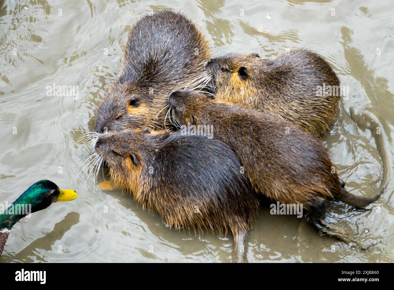 Famille Myocastor coypus rongeur semi-aquatique Coypu ou nutria dans l'eau et canard colvert mâle Drake tête verte Banque D'Images