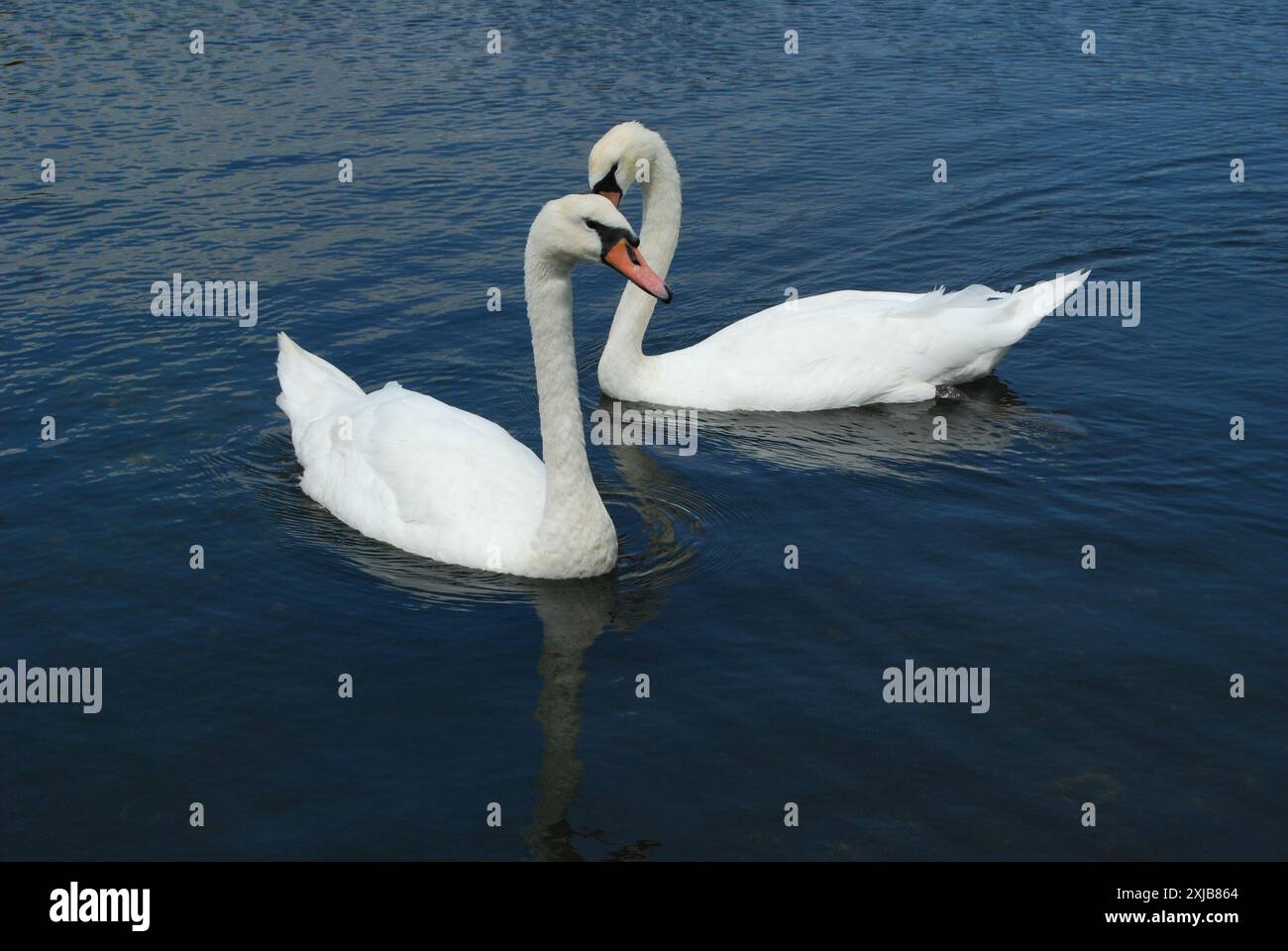 Deux cygnes sur un lac ou un étang, ciel reflété dans l'eau, paysage serein, parc et en mouvement. Banque D'Images